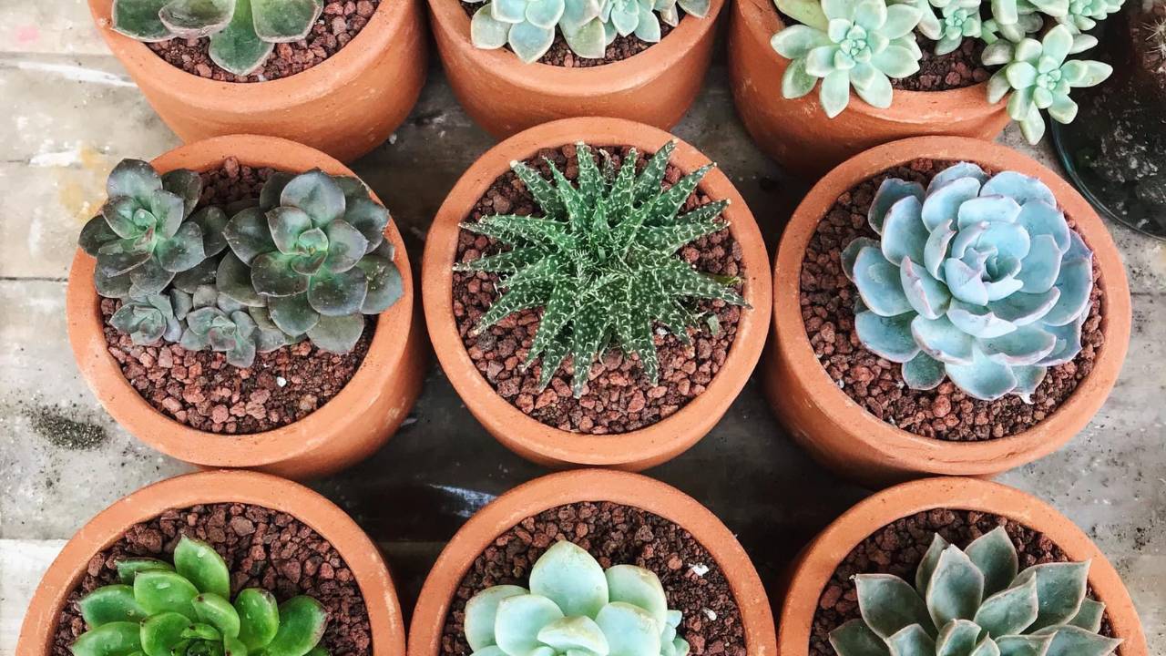 Plantas Suculentas_ presentes femininos de natal