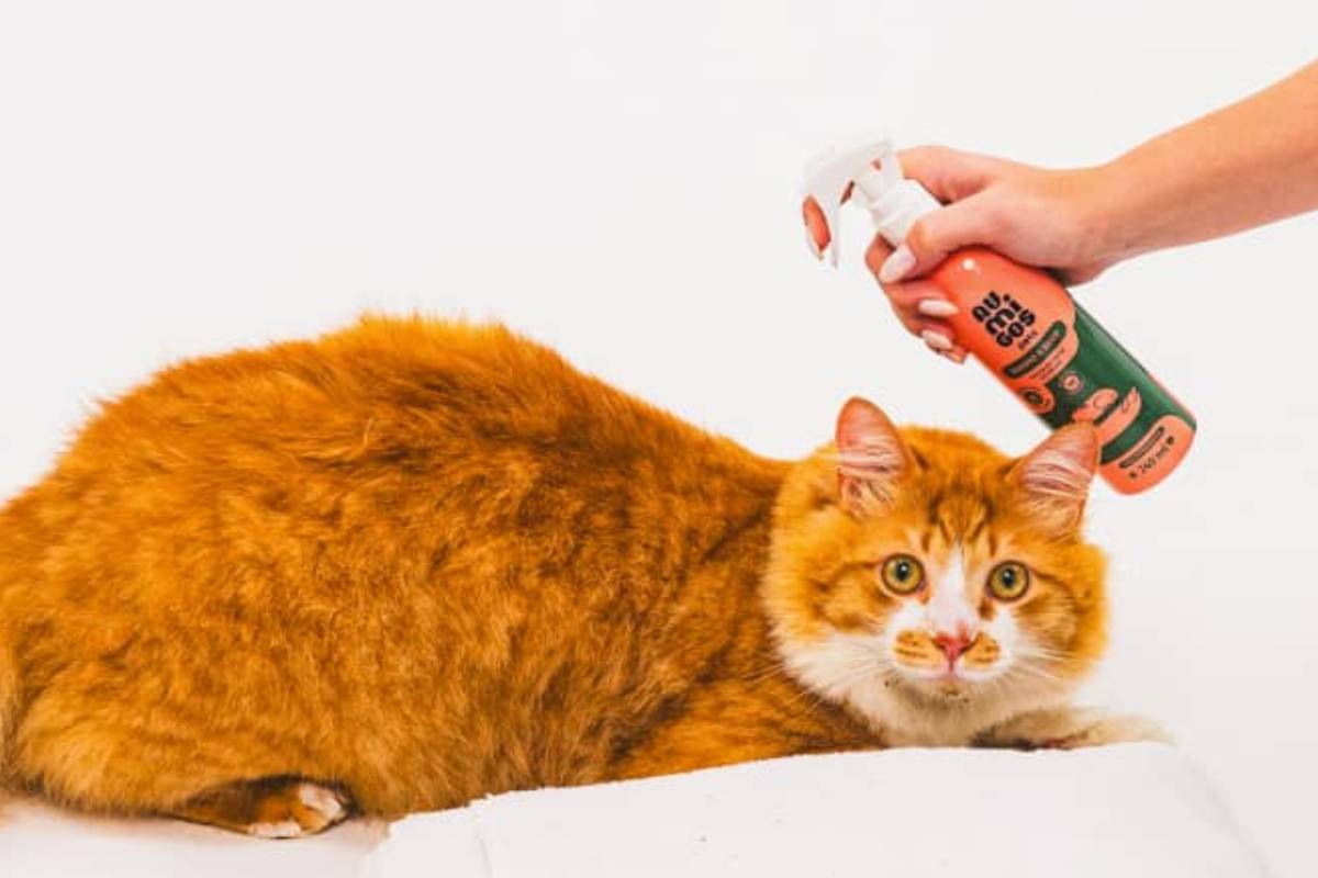 Banho a Seco Au.Migos Pets 240ml